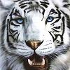 white_tiger