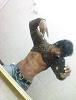 terrry
