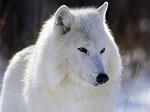 Jon_IceWolf