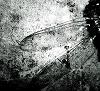 _Atropos_