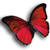 MARIPOSITA_