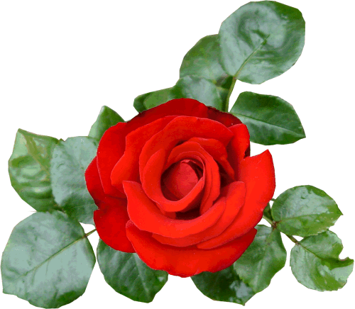 SORAIDA