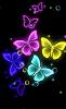 Evania
