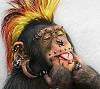 MONOBO
