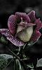 _Belthy_