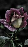 _Belthy_
